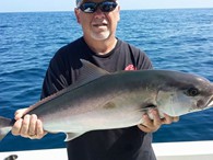 Amberjack