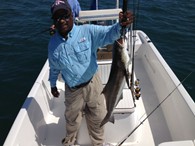 Cobia